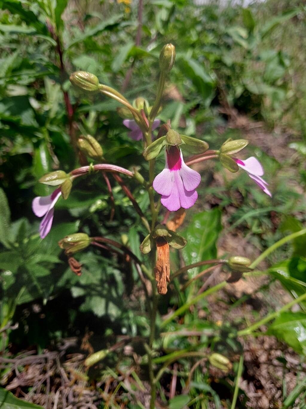 Cynorkis speciosa flower