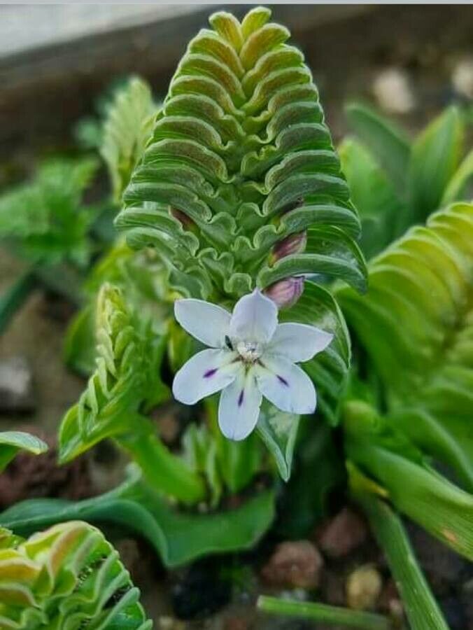 Lapeirousia pyramidalis — houseplant care guide