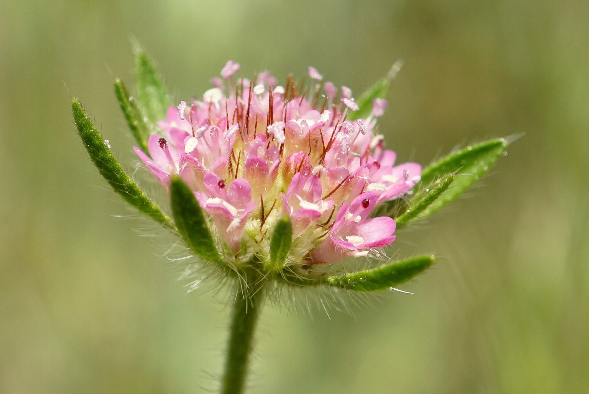 Lomelosia micrantha flower