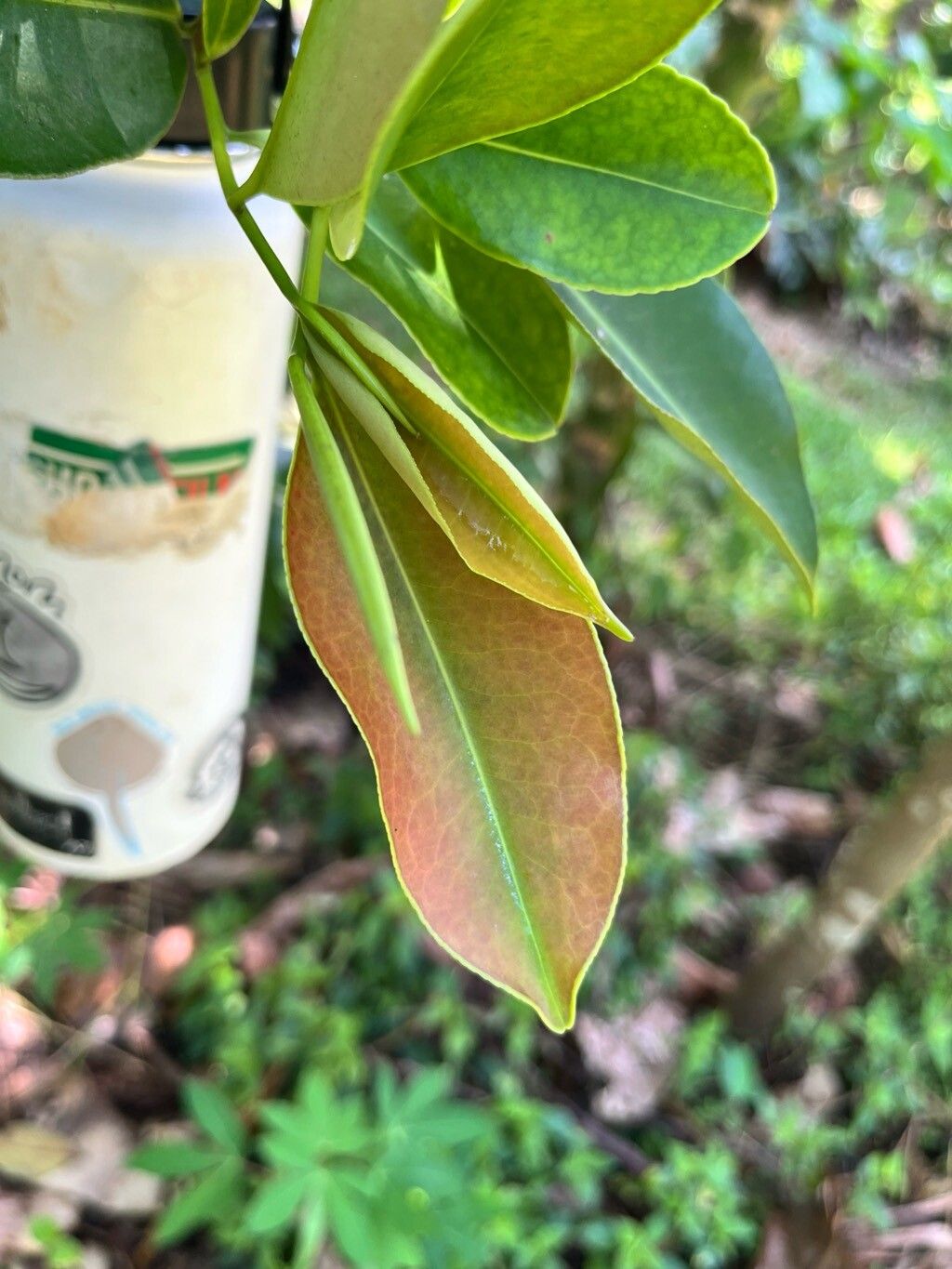 Adinandra dumosa — related species from the same genus
