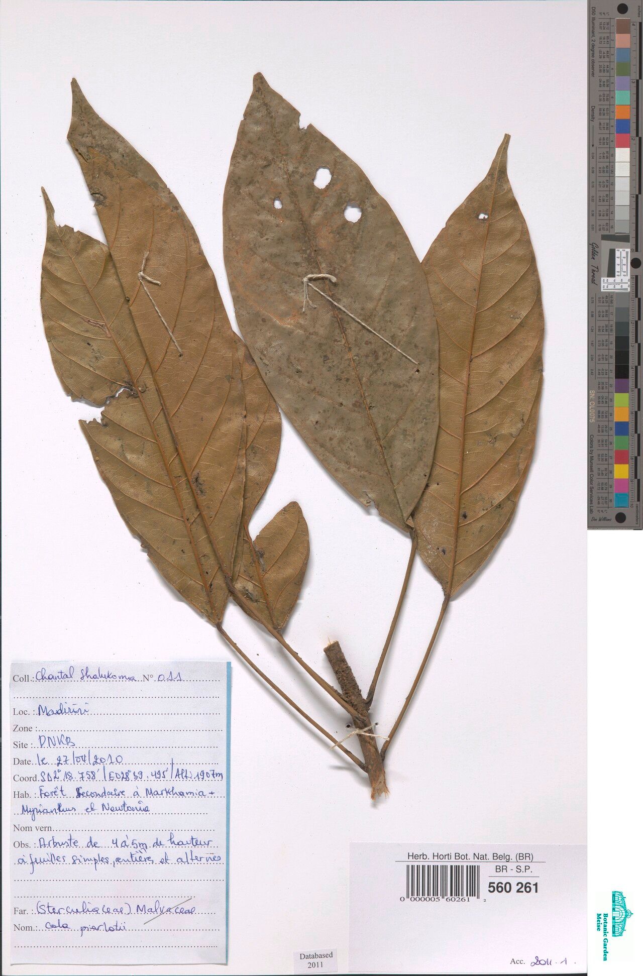 Cola pierlotii — houseplant care guide