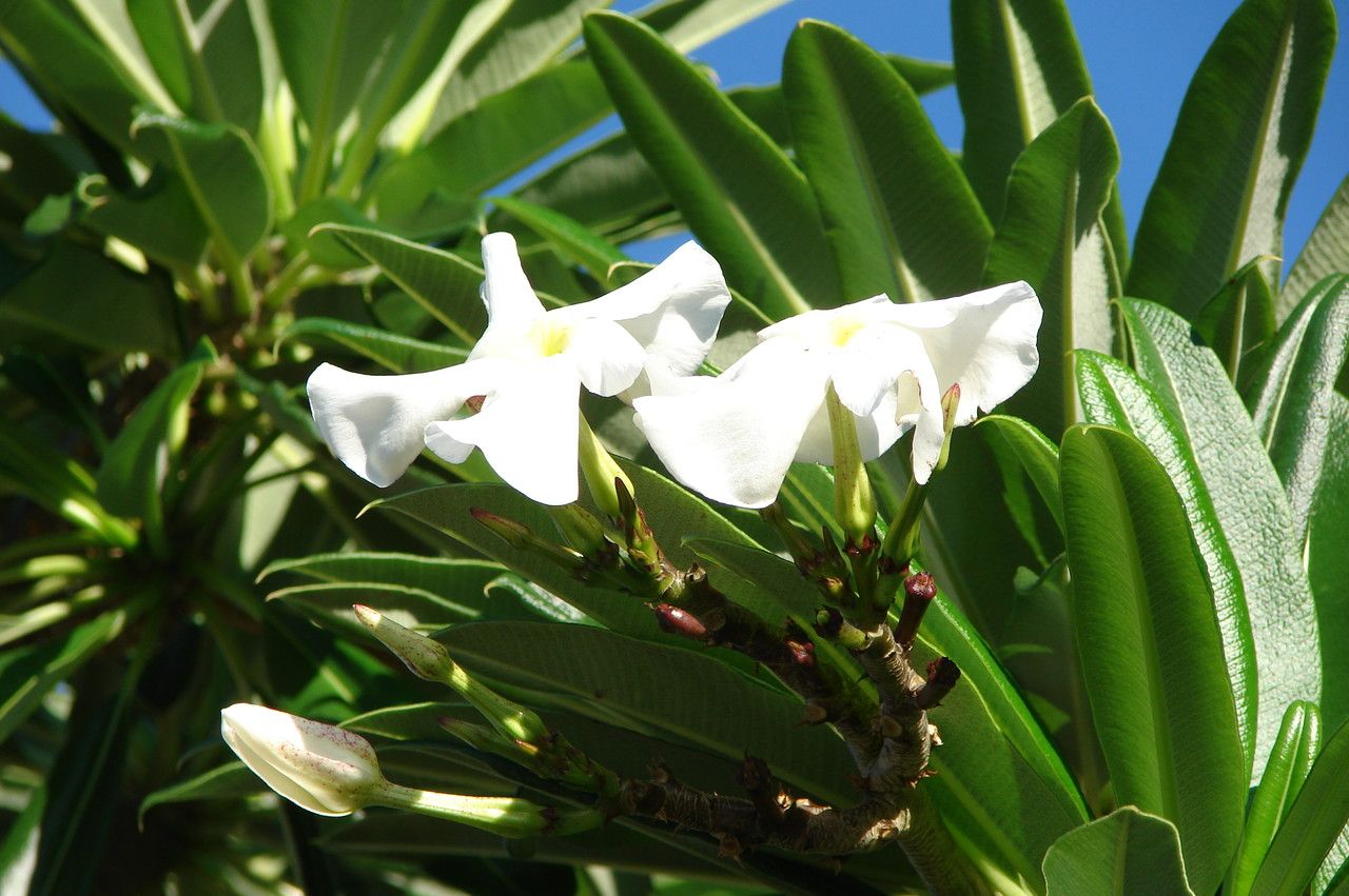 Pachypodium geayi flower