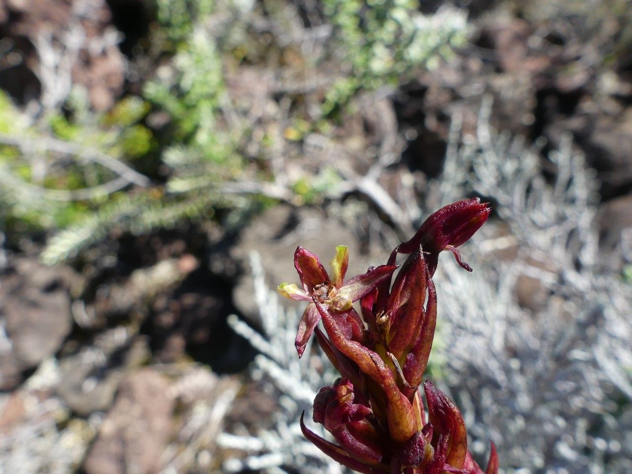 Disa borbonica flower