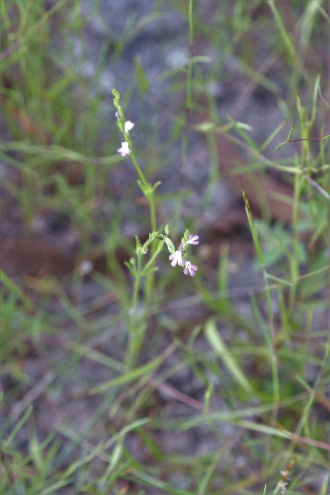 Striga parviflora habit