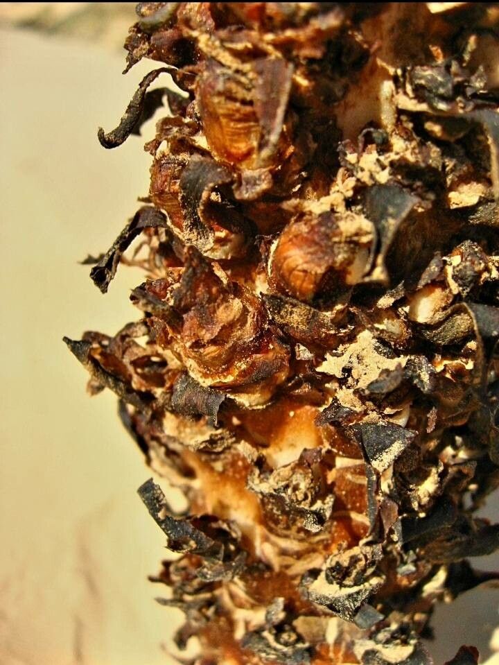 Orobanche densiflora fruit