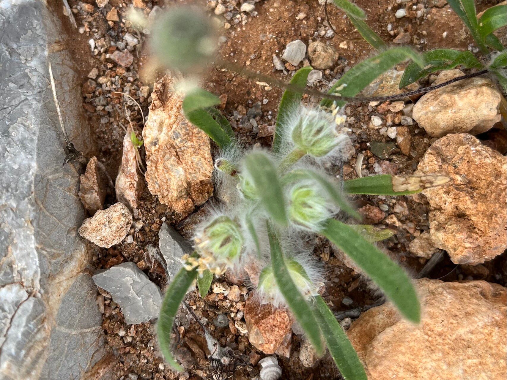 Plantago cretica — search result for 'Plantago'