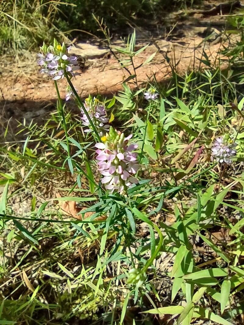 Polygala curtissii flower
