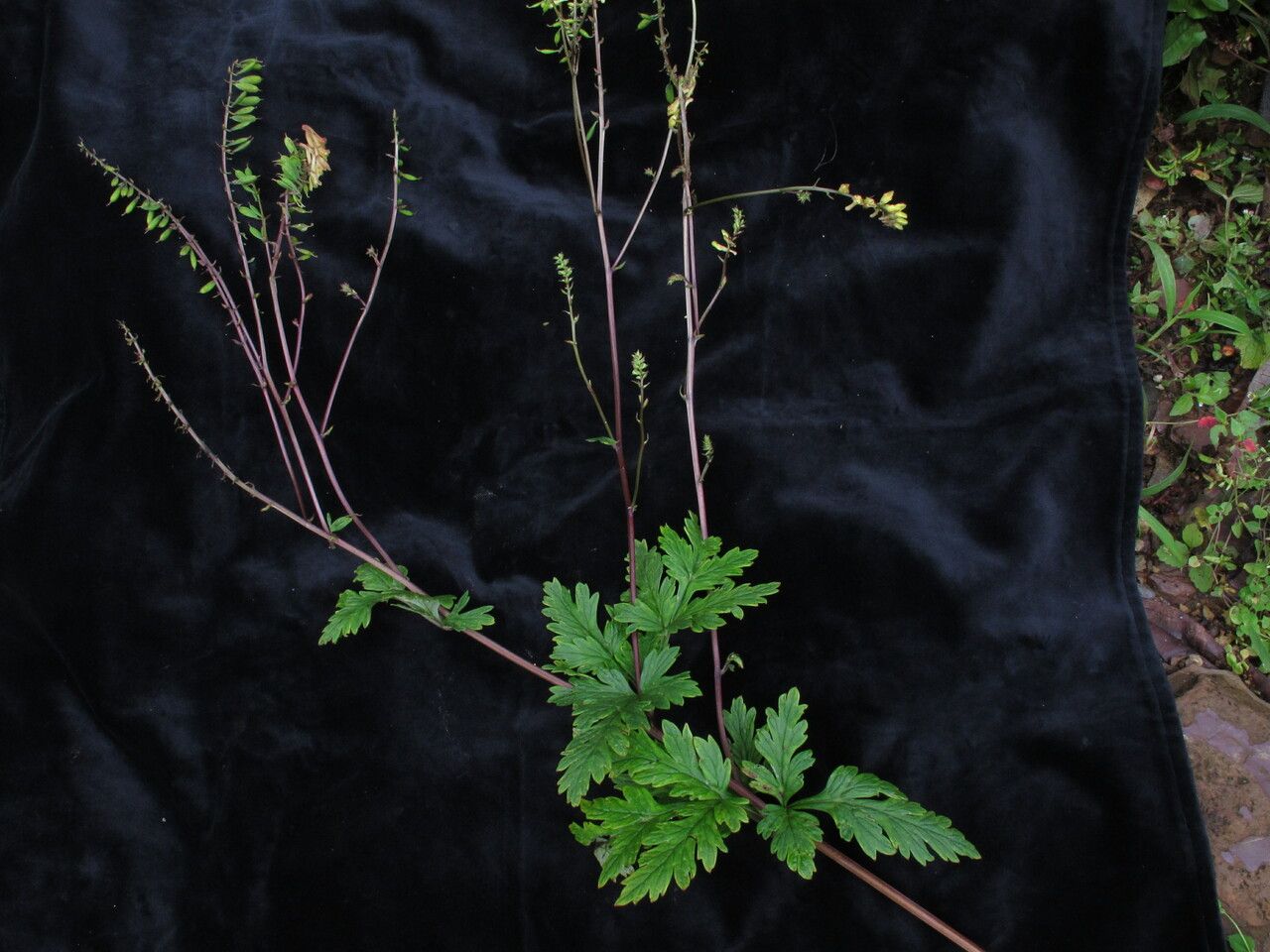 Corydalis chaerophylla habit