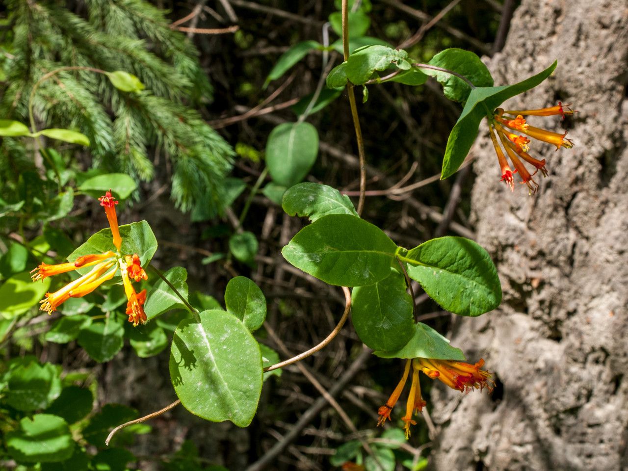 Lonicera ciliosa habit