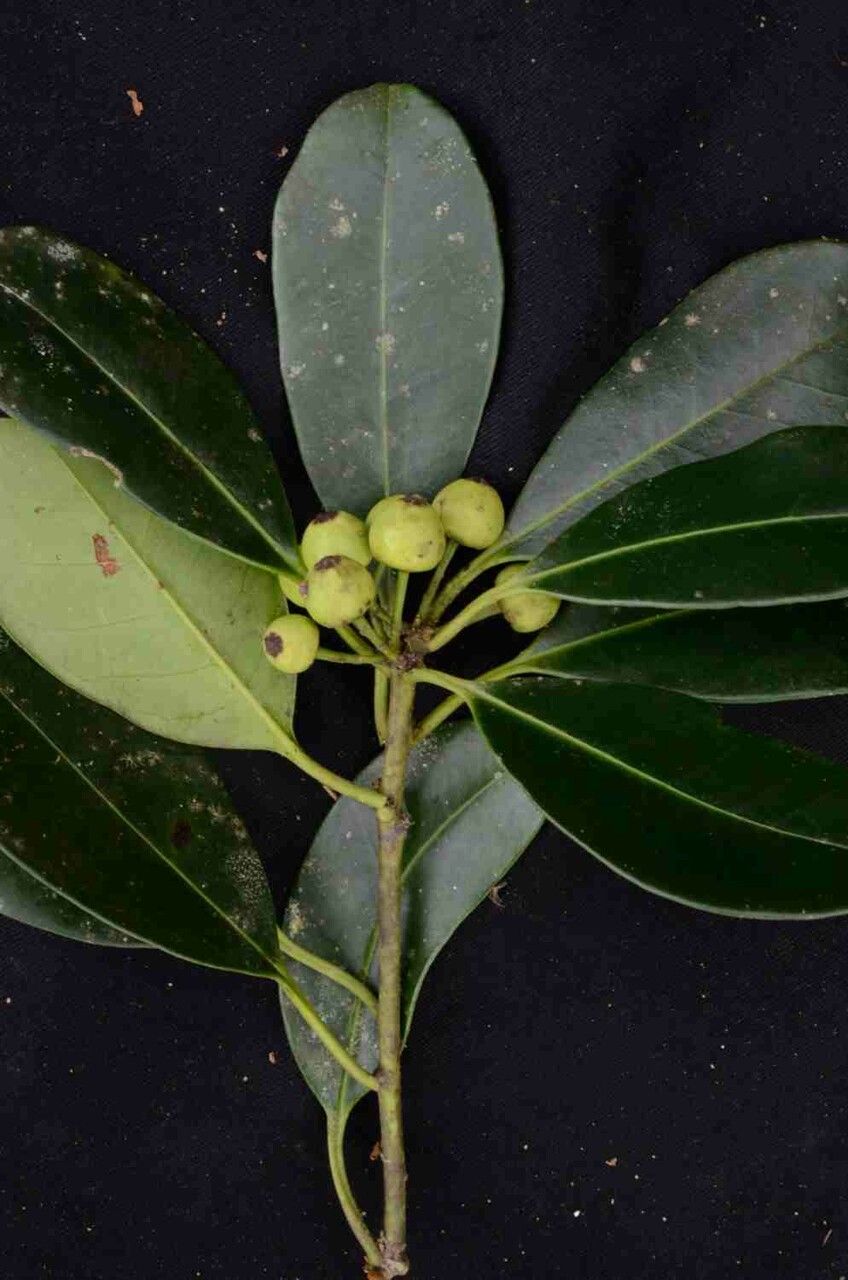 Ilex theezans — search result for 'Aquifoliaceae'