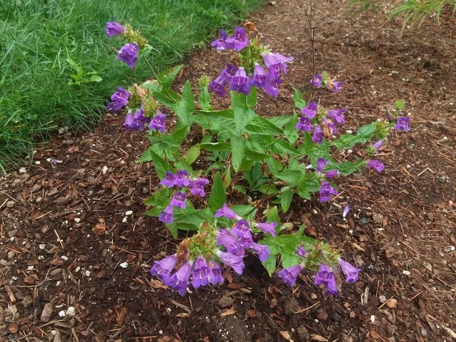 Penstemon serrulatus habit