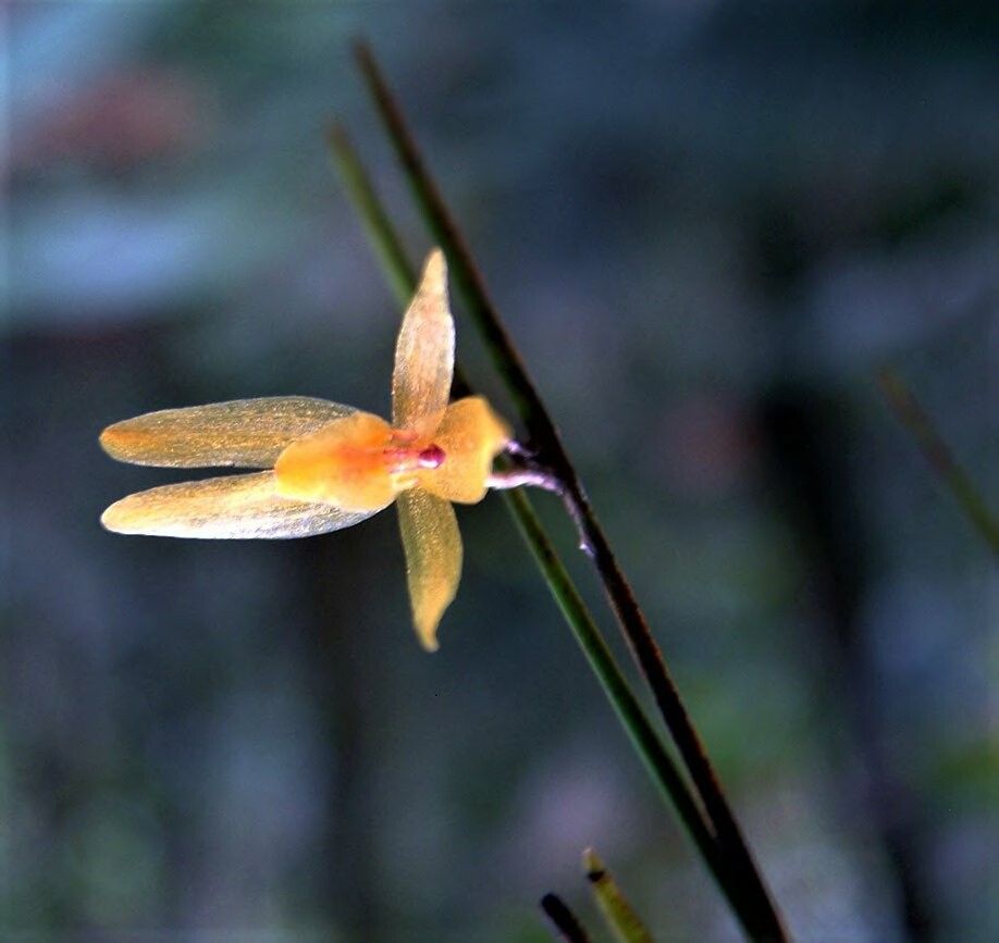 Octomeria scirpoidea — houseplant care guide