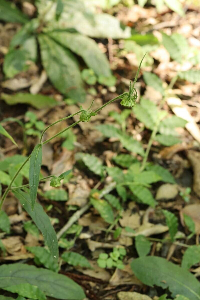 Carpesium glossophyllum flower
