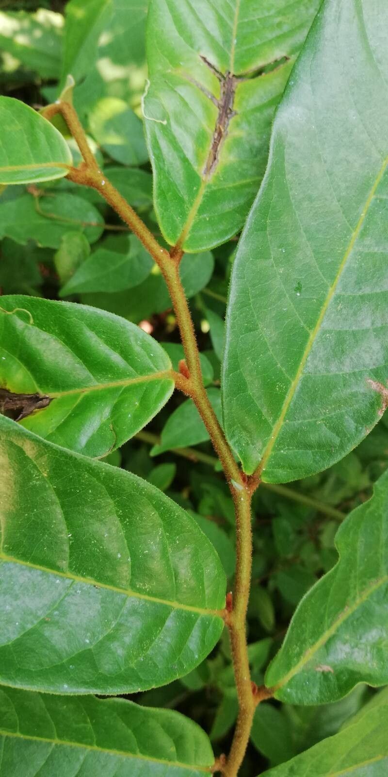 Uvaria brevistipitata leaf