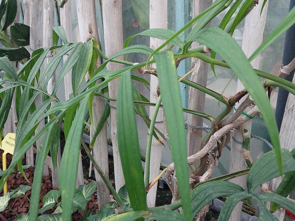 Monstera subpinnata leaf