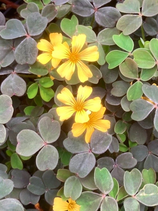 Oxalis spiralis flower