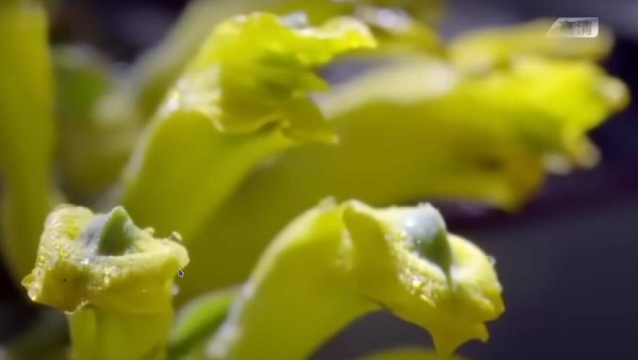 Corydalis saxicola flower