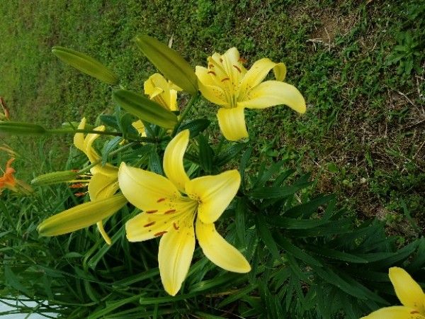 Lilium parryi — search result for 'Liliaceae'