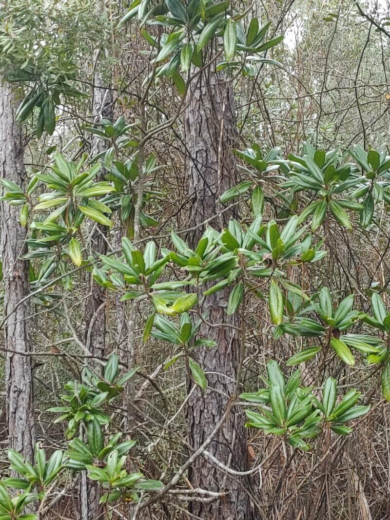 Miconia bicolor — houseplant care guide