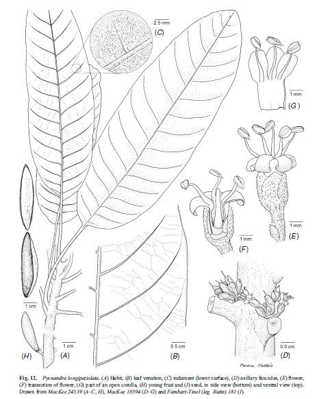 Pycnandra longipetiolata — houseplant care guide