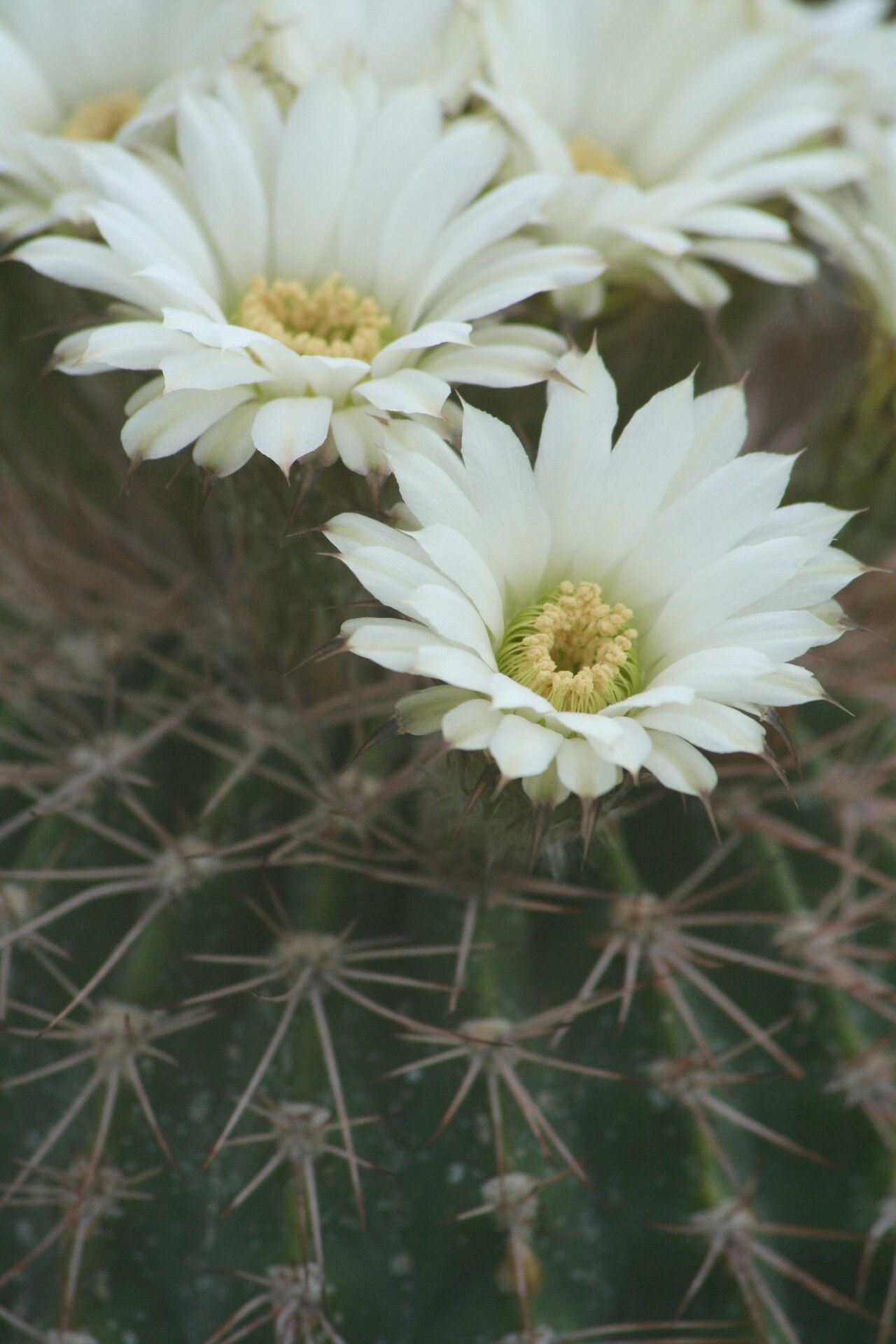 Acanthocalycium spiniflorum flower