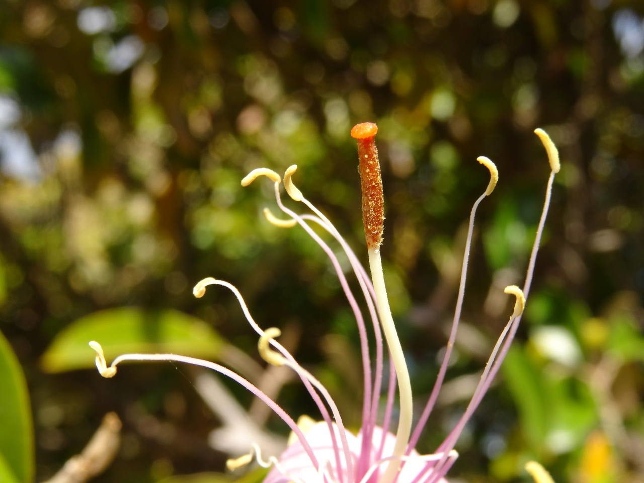Quadrella cynophallophora flower