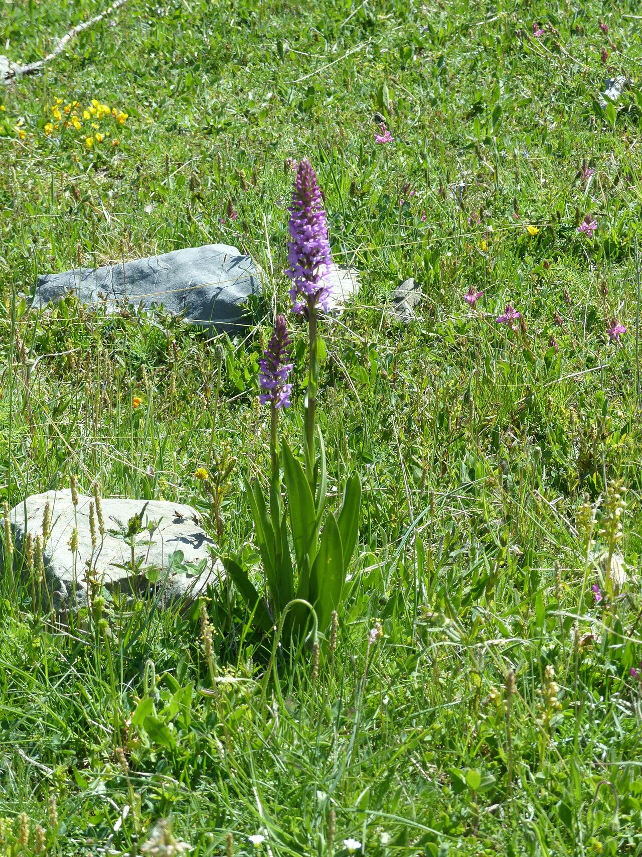 Gymnadenia densiflora habit