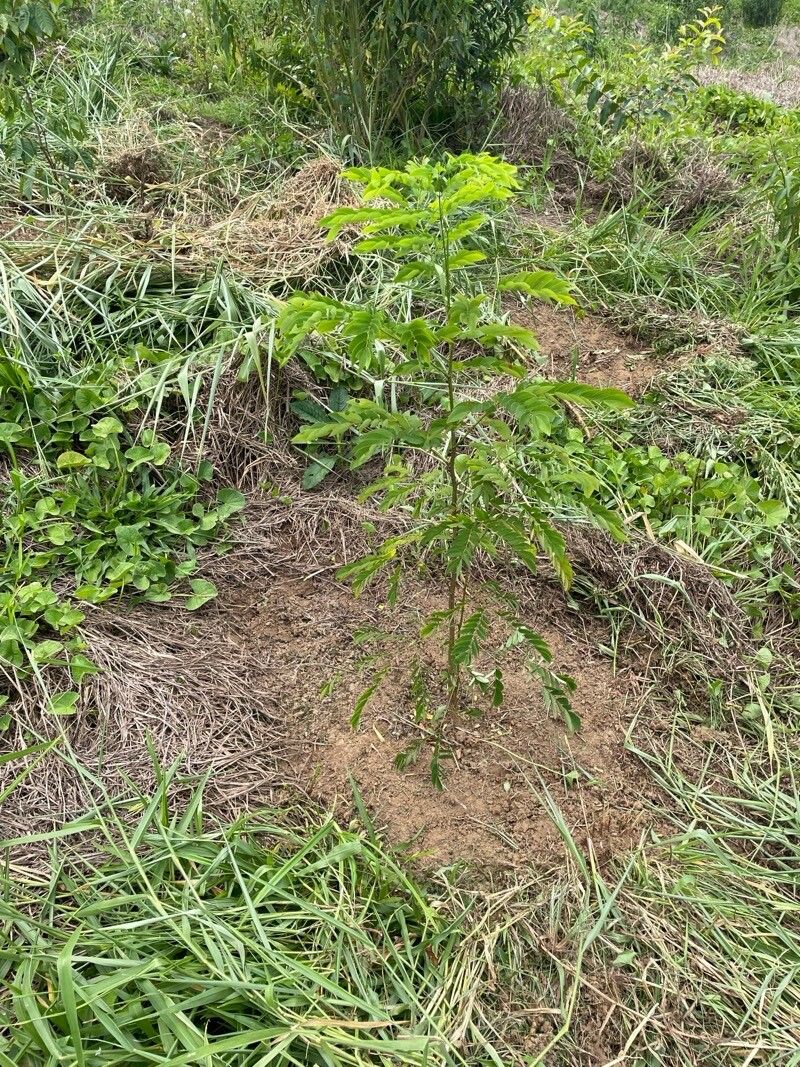 Piptadenia paniculata — related species from the same genus