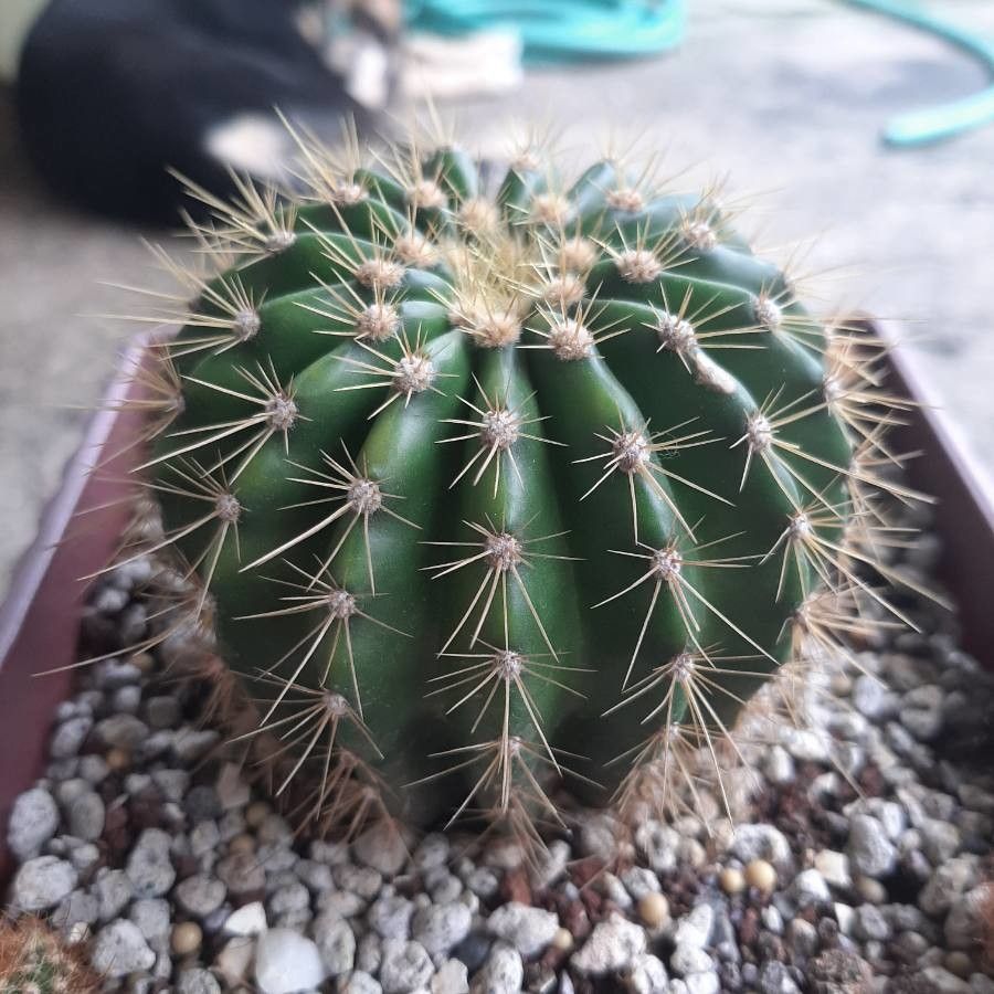 Coleocephalocereus aureus leaf