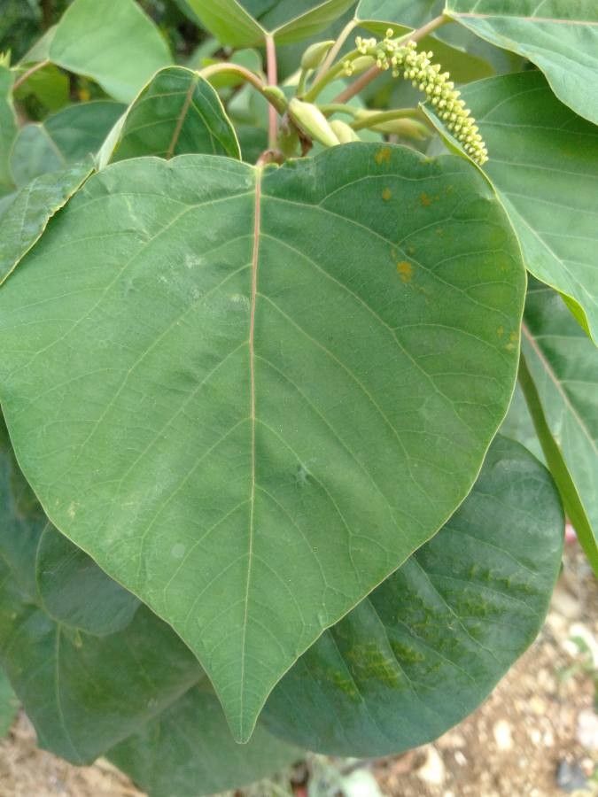 Homalanthus populneus leaf