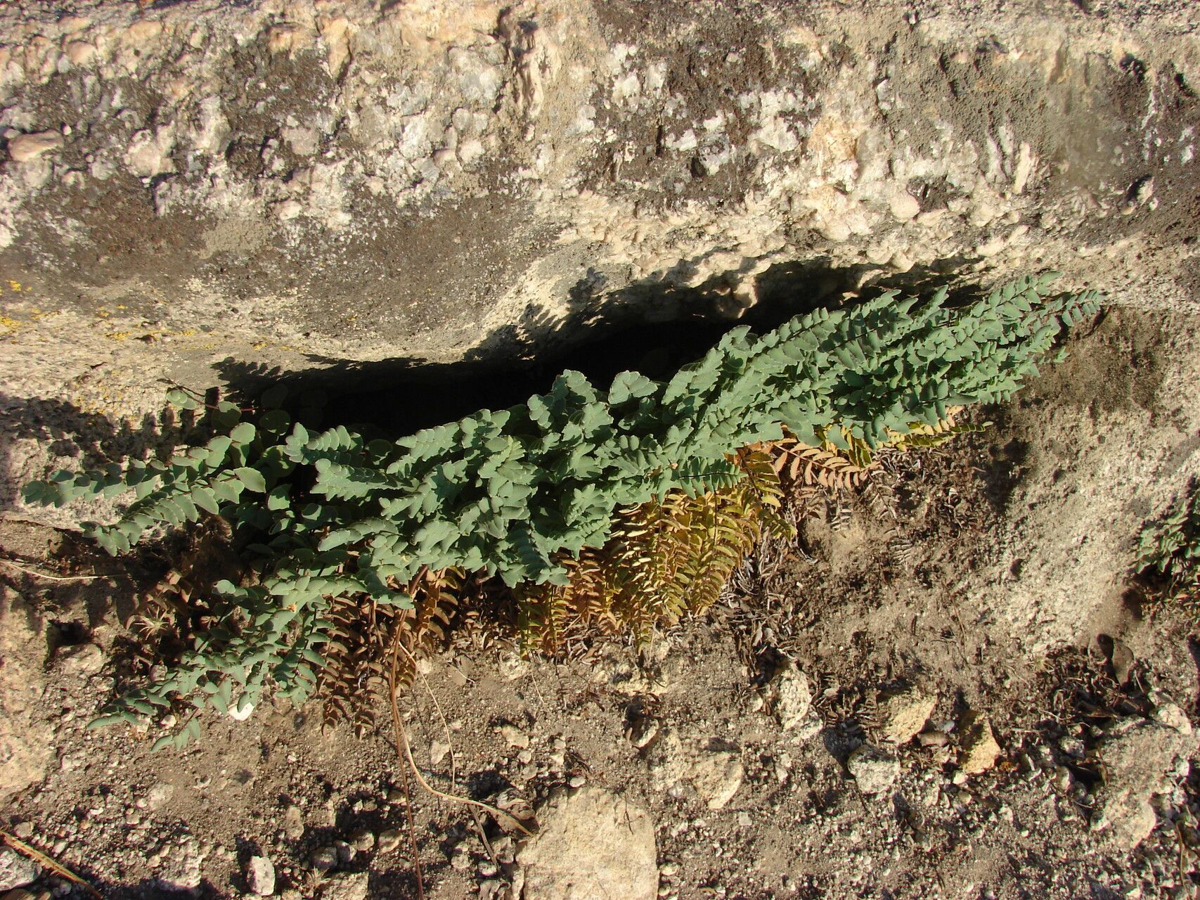 Hemionitis bridgesii leaf