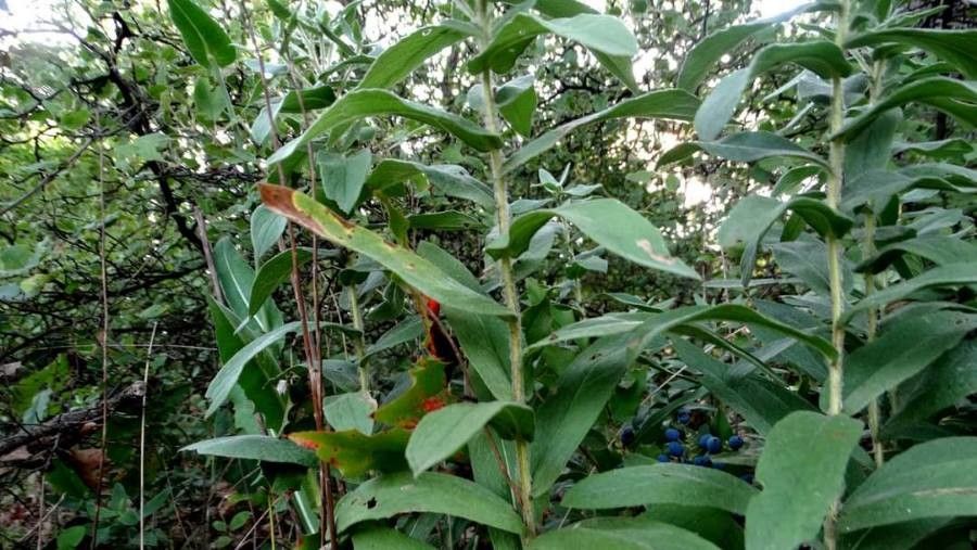 Inula germanica — search result for 'Inula'