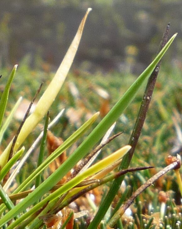 Cinnagrostis rigescens leaf