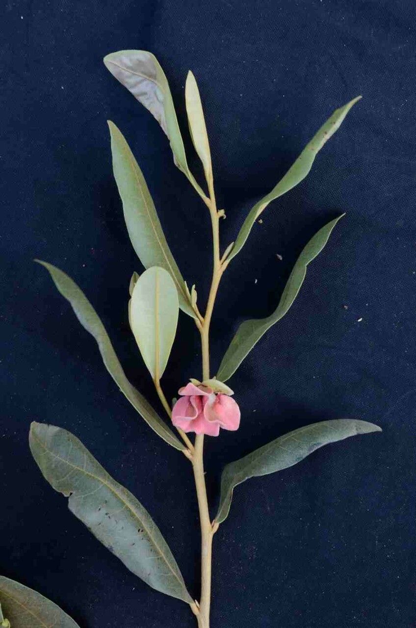 Duguetia furfuracea leaf