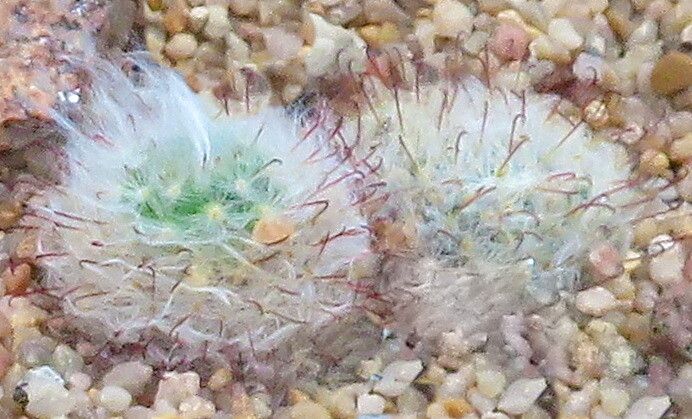 Cochemiea tetrancistra leaf