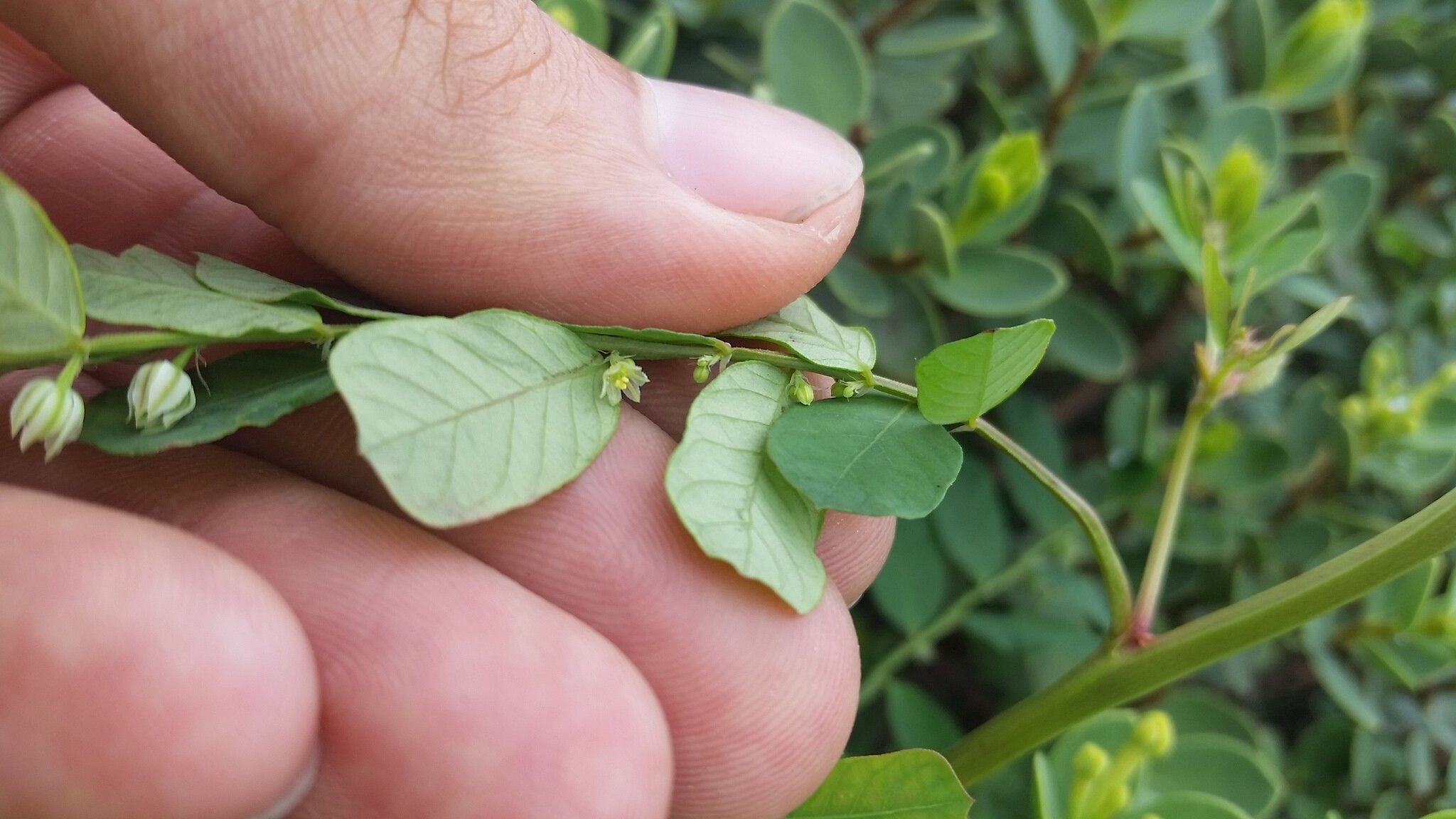 Phyllanthus leucanthus flower