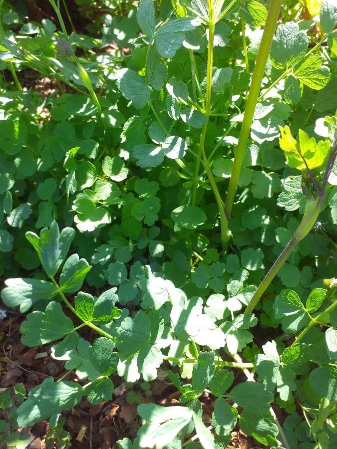 Stephanandra tanakae leaf
