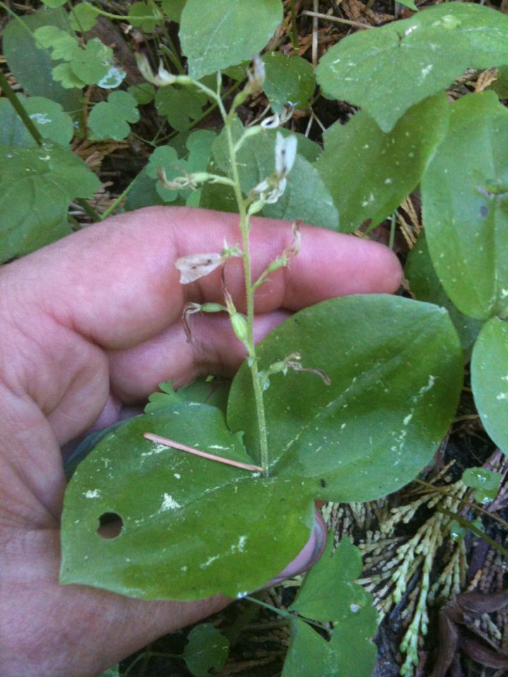 Neottia convallarioides — related species from the same genus