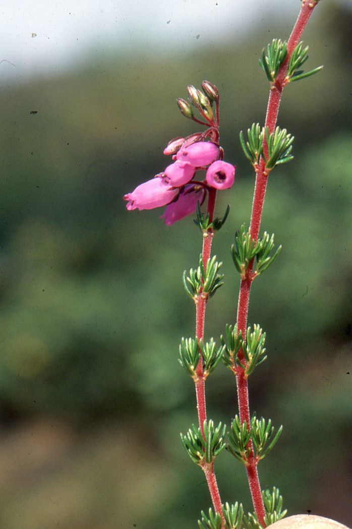 Erica cinerea