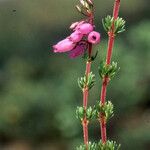 Erica cinerea