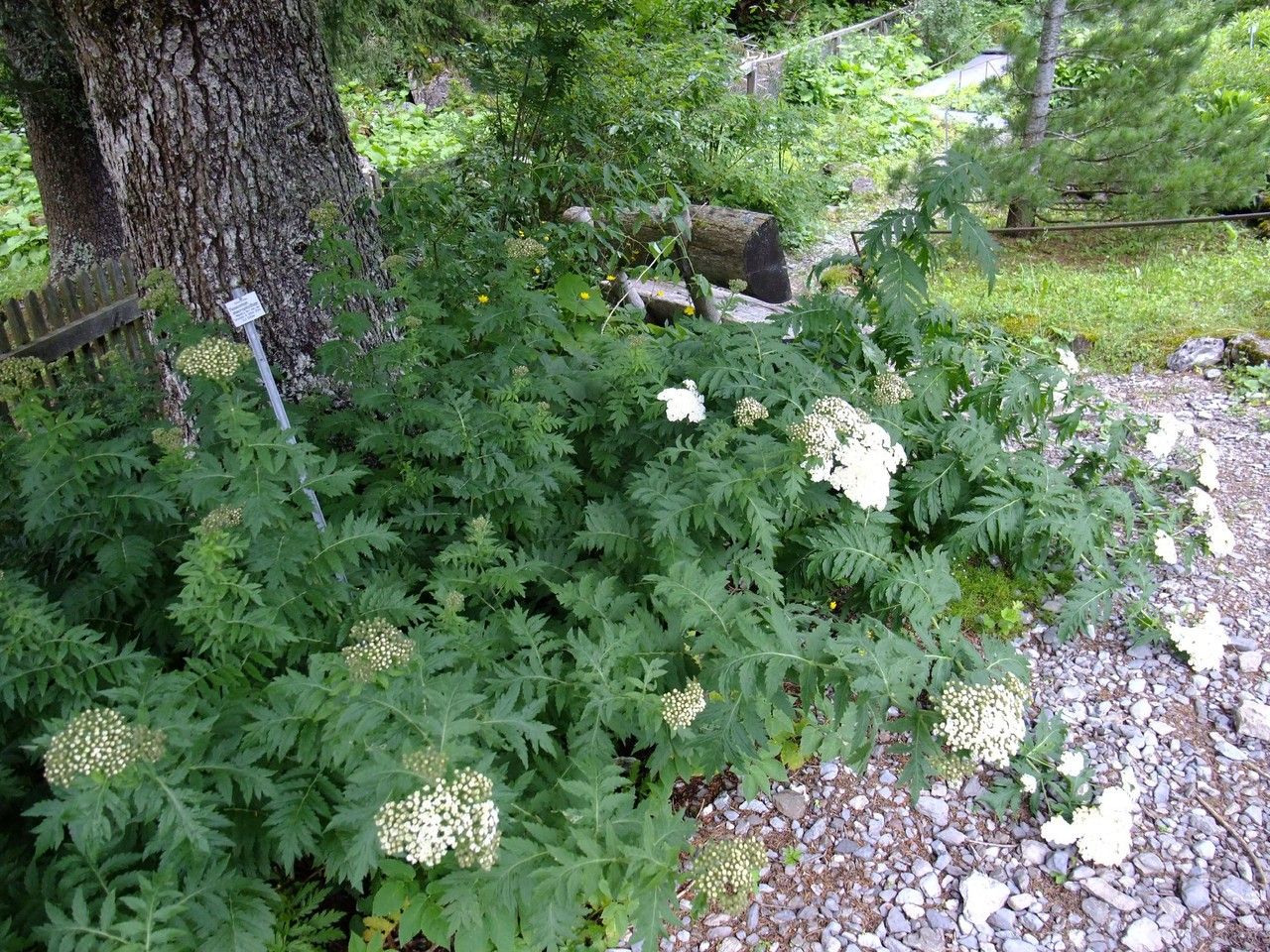 Tanacetum macrophyllum habit