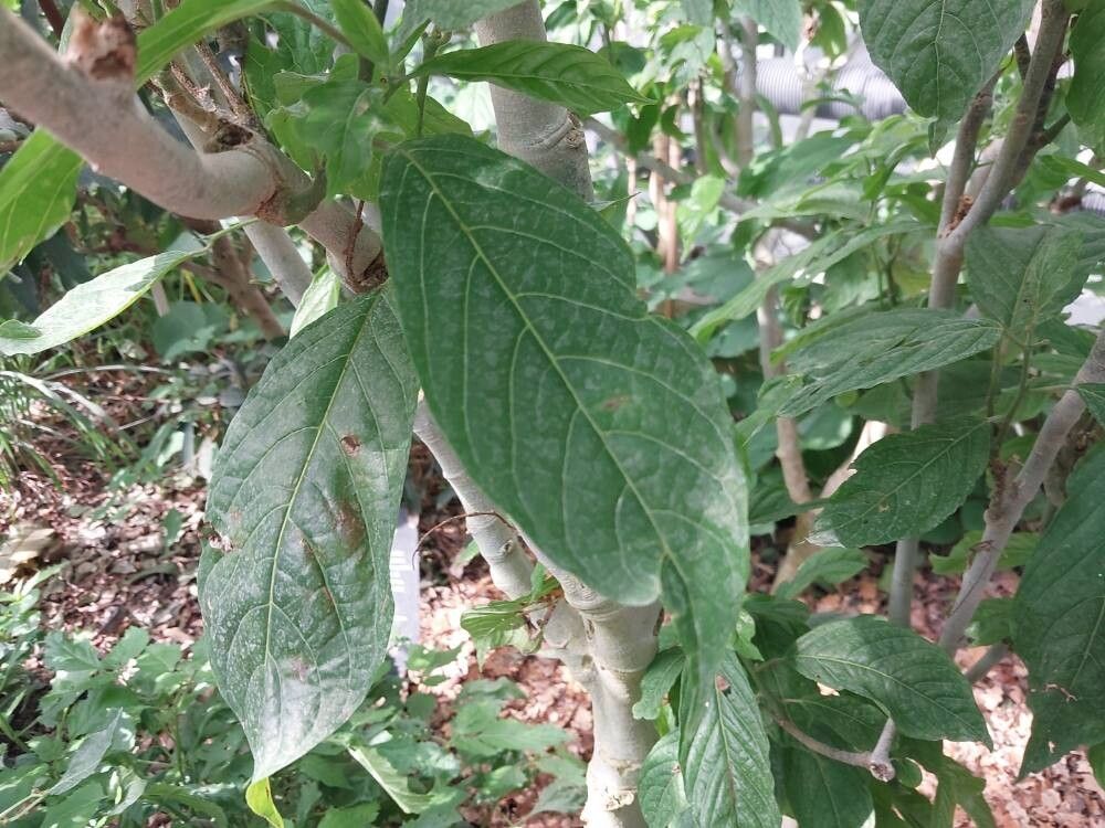 Cananga brandisiana leaf