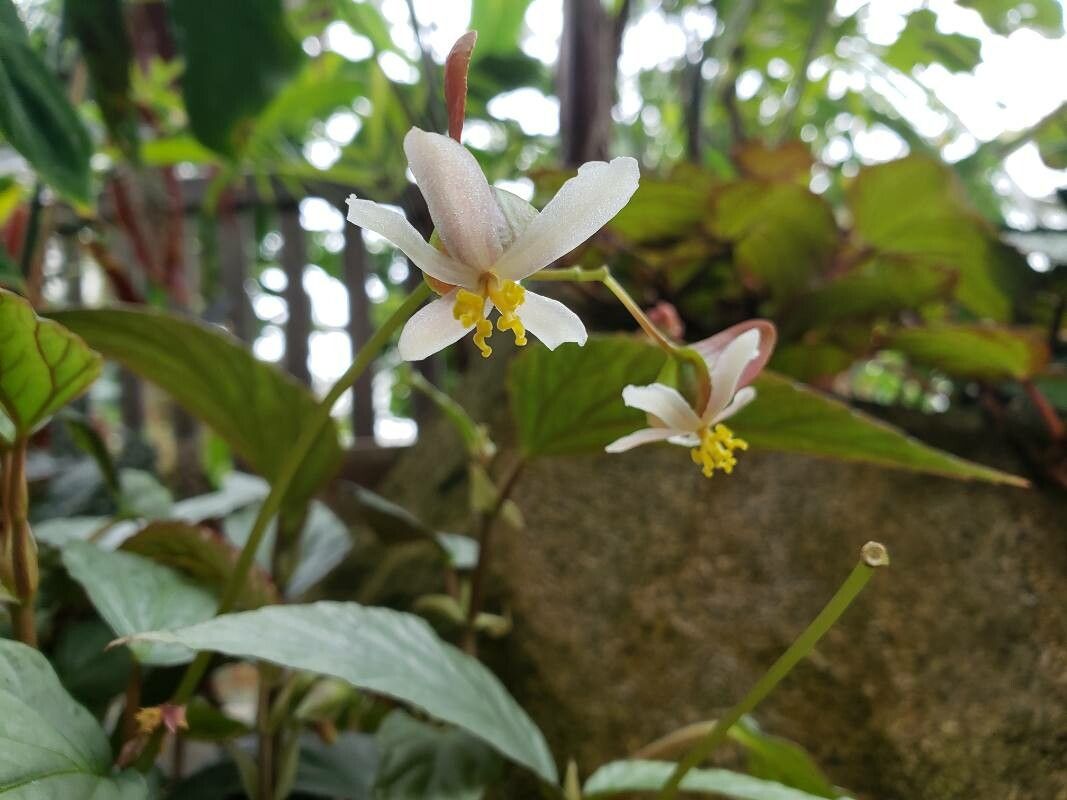 Begonia hatacoa flower