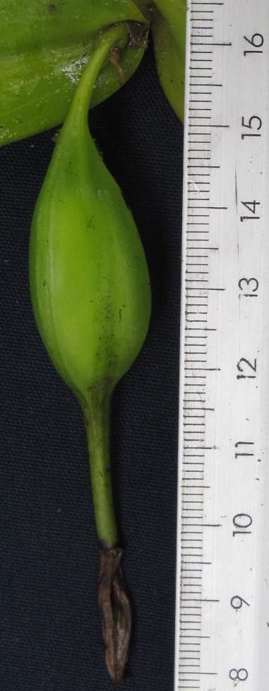 Epidendrum candelabrum fruit