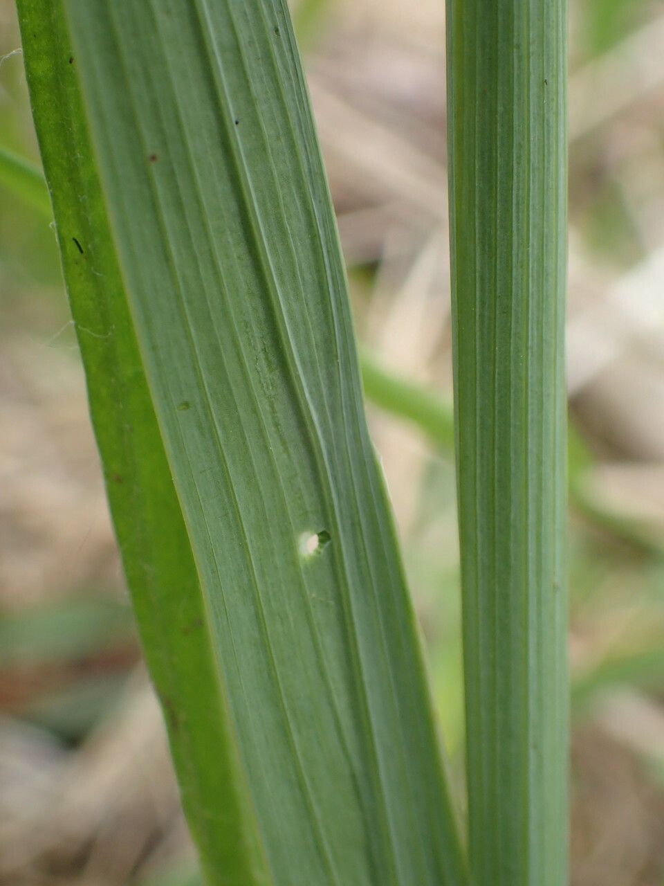 Gladiolus dubius bark