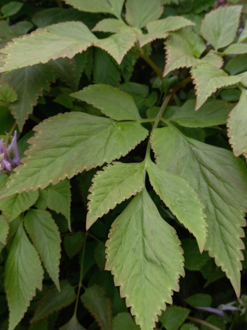 Corydalis quantmeyeriana — houseplant care guide