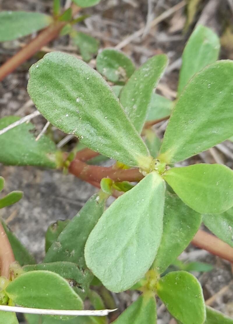 Portulaca cryptopetala — houseplant care guide