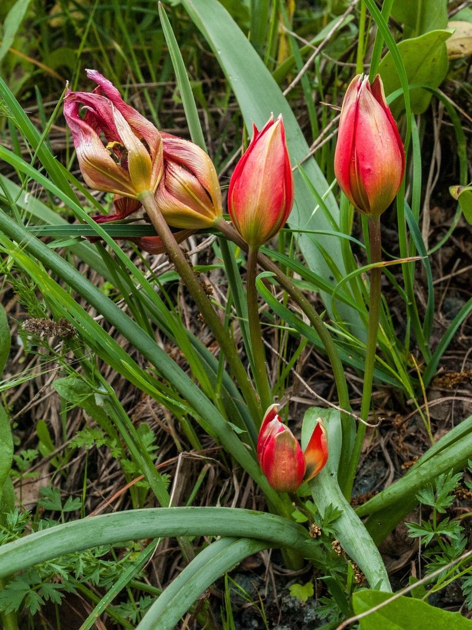 Tulipa orphanidea habit