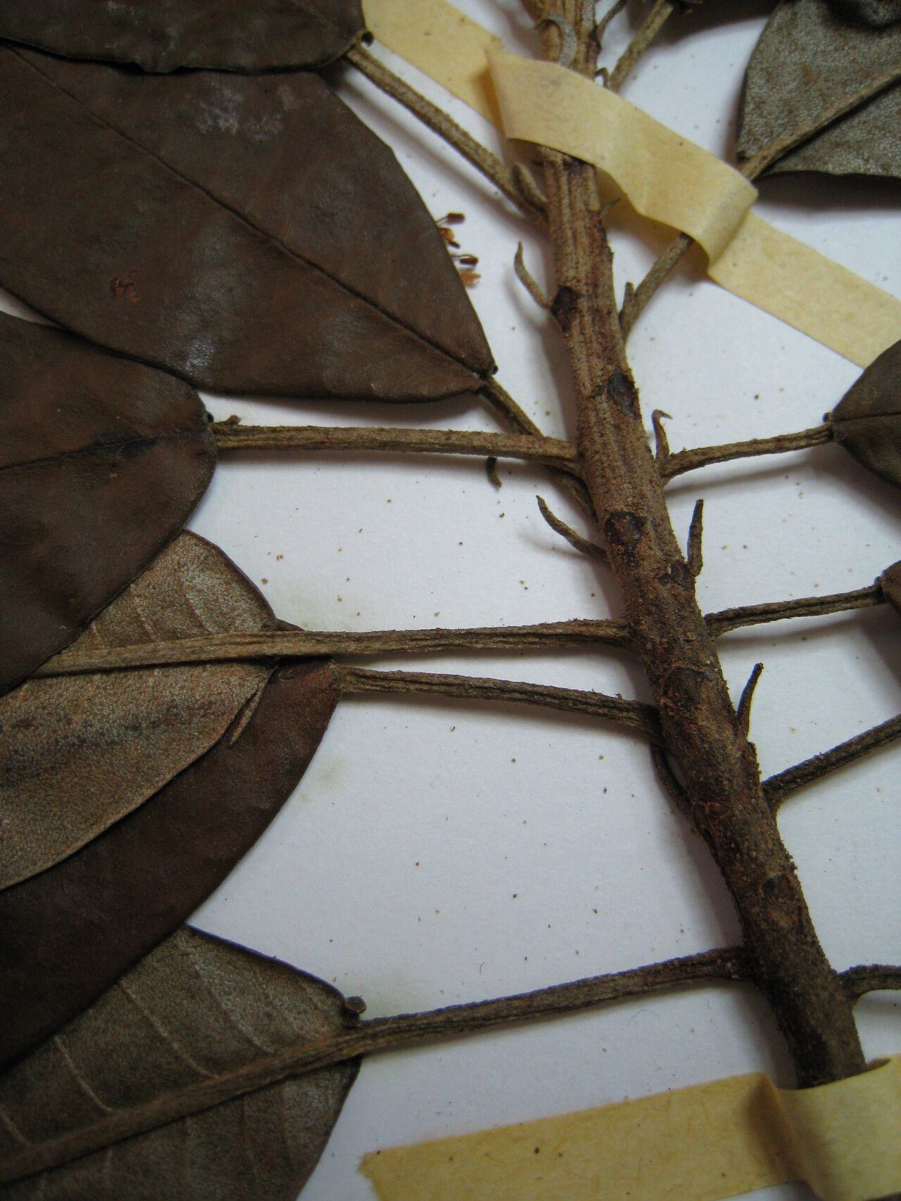 Croton matourensis other