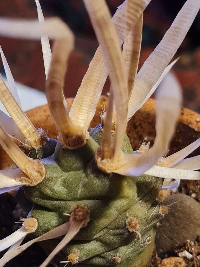 Opuntia articulata flower